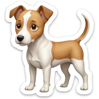 a full body facing front on of a buff white beagle cross jack russell terrier looking dog the size of a kelpie with light brown long ears resting on its face and a light brown patch above one eye and a large snout. the rest of the dog is completely white.  sticker
