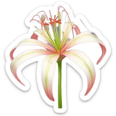Spider lily sticker