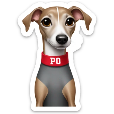 Italian greyhound wearing an Ohio state jersey sticker