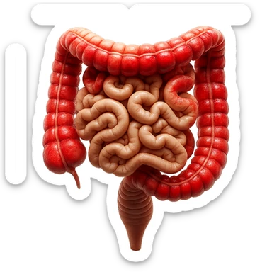 intestino umano anatomico realistico con gonfiori e rossori sul colon iperrealistico 4k sticker