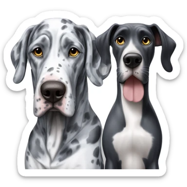 Blue Merle Great Dane next to black cat sticker