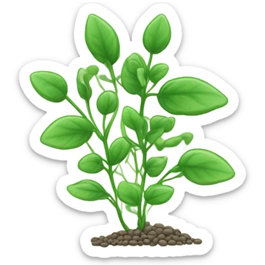Lentils cover crop sticker