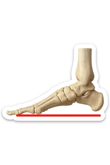 spazio dall'avampiede al tallone umano sottolineato in rosso, fai l'arto umano anatomico realistico con evidenza su quel tratto sticker