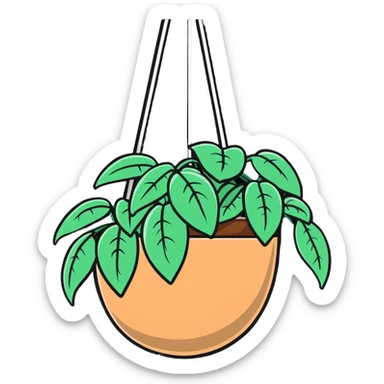 Plectranthus Verticillatus creeping charlie plant with trailing vines in a coconut fiber hanging basket sticker