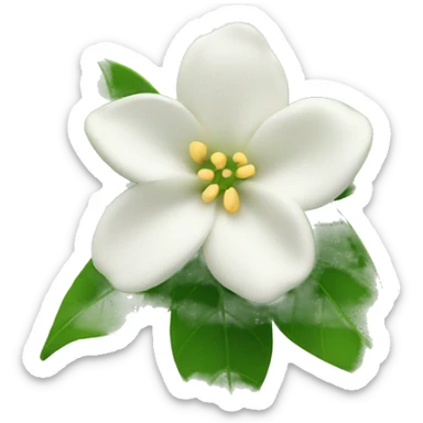Jasmin flower with green leaves  sticker