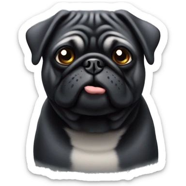 fat black old pug with grey face sticker