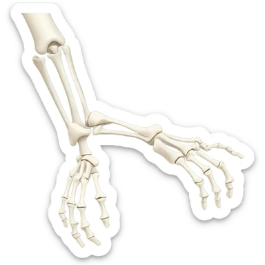 anatomy arm bones sticker