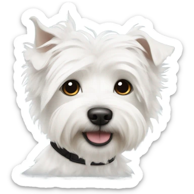 West Highland White Terrier crossed with Westiepoo with black collar sticker