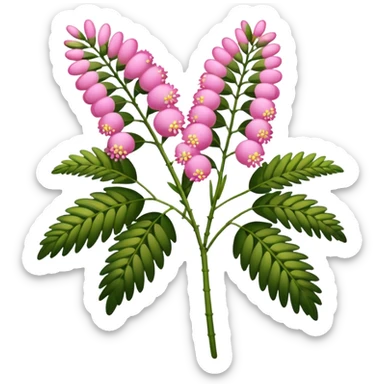 Pink Mimosa with flower  sticker