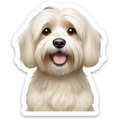 Short hair, beige Havanese dog sticker