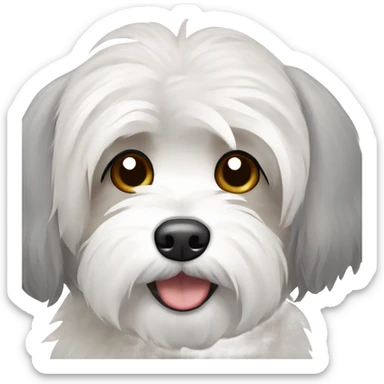 Havanese dog with grey ears and white body sticker