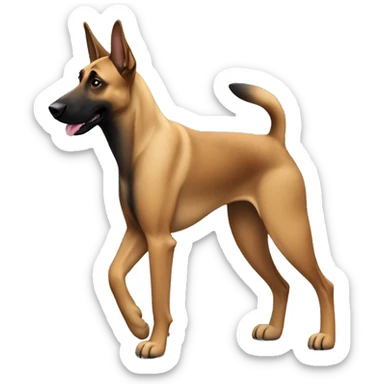 malinois dog marche, walking sticker