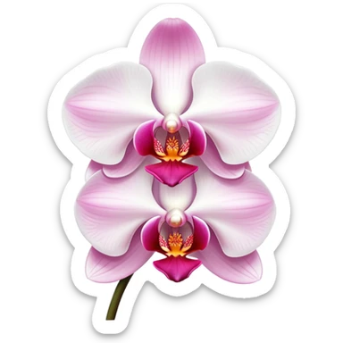 Exquisite phalaenopsis moth orchid with pure white petals and subtle pink center, single bloom sticker