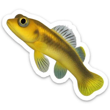 River Goby, Yellow River Goby (Eng.), Gobio de Río  sticker