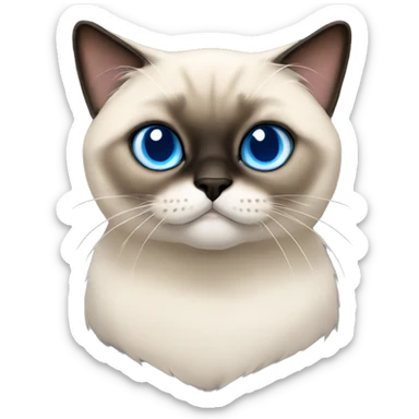 short hair himalayan siamese cat blue eyes sticker