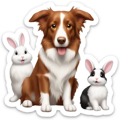 Red tri border collie with two mini lop rabbits  sticker
