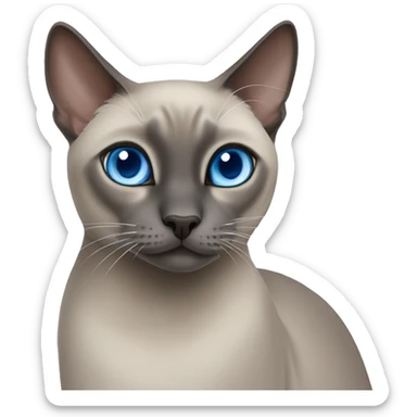 Blue mink tonkinese cat with blue eyes sticker