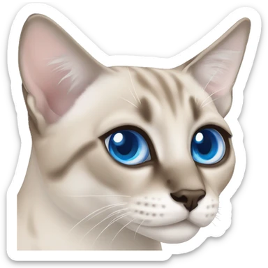 Lynx point Siamese cat with blue eyes  sticker