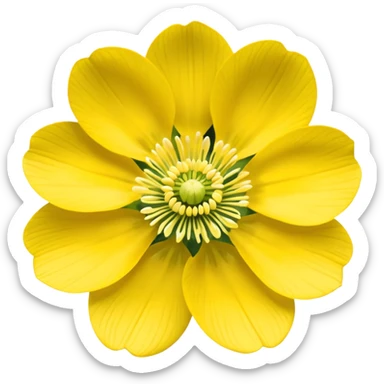 Yellow woodland anemone sticker