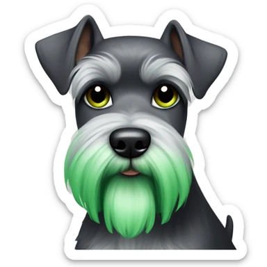 Miniature schnauzer with pointy cropped ears is feeling green and sick and nauseous  sticker