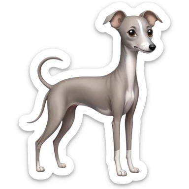grey italian greyhound dog sticker