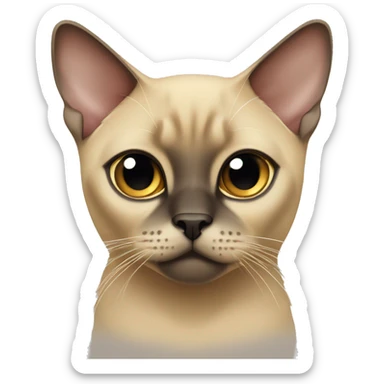 Burmese cat of beige color with dark ears and nose sticker