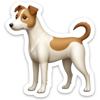 a full body large white parson russell looking dog the size of a kelpie with light brown flapped down ears and a light brown patch on one eye and a large snout sticker