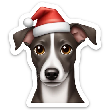 All Dark Grey brown Formosa mountain dog and Italian greyhound mix no white on the face, dark brown eyes, ears up with Santa hat sticker