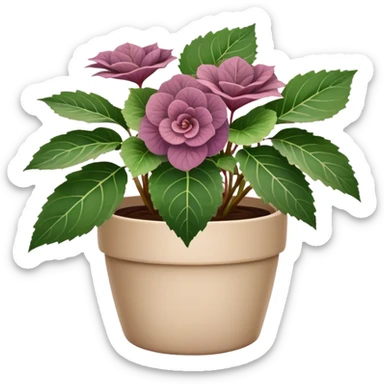 Begonia Rex in a beige pot with every leaf having a prominent spiral pattern in the center, greenish-purple leaves only sticker