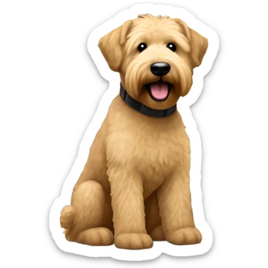 Wheaton Terrier Lighter color sitting on a oak wood flooring with a bay view window in the background  sticker