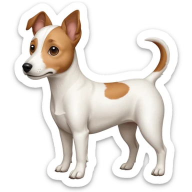 a full body white jack russel looking dog the size of a kelpie with light brown ears and a light brown patch on one eye, flopped down ears and a large snout sticker