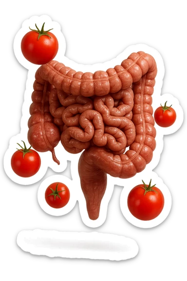 intestino umano anatomico con pomodori che gli fluttuano intorno, iperrealistico 4k sticker