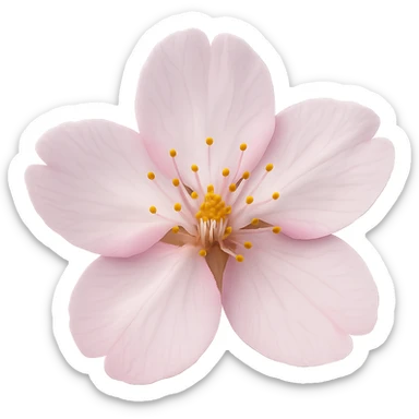 sakura cherry blossom flower, remove background sticker