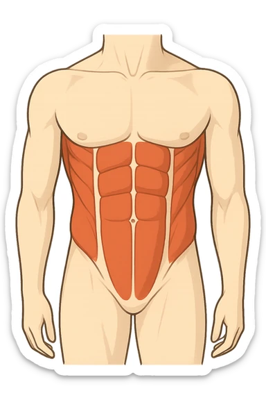 muscoli del core (addominali) senza scritted sticker