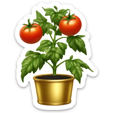 Tomato plant with Black tomatoes on in a gold pot sticker