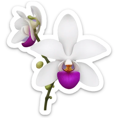 Orchid flower sticker