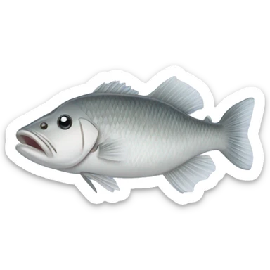 Barramundi fish  sticker