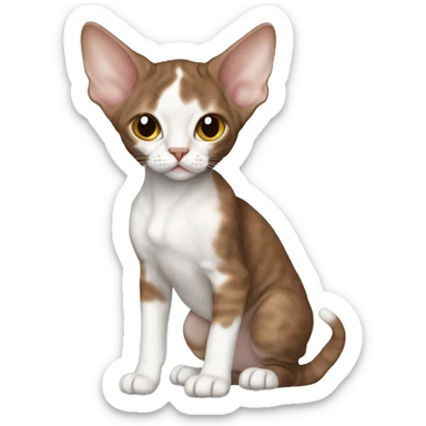 Create Me a brown devon rex kitten with some white parts on theyre body sticker