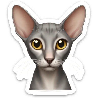 Oriental shorthair cat sticker