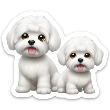 Two bichon maltese  sticker
