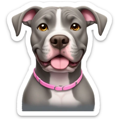 Female gray pitbull dog with floppy ears happy expression brown eyes gray face pink collar, sitting up, facing forward. sticker