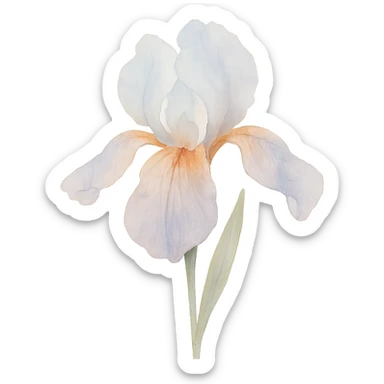 close-up of a detailed iris flower, soft color transitions, intricate petal textures, expressive form sticker