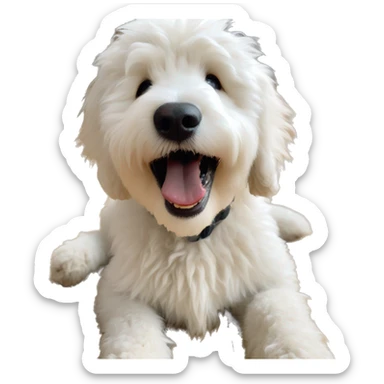 Fluffy white golden doodle on a wooden floor with mouth open sticker