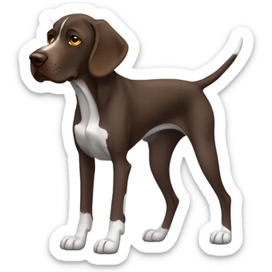 Brown German short haired pointer looking sleepy, falling asleep, laying down, facing camera  sticker