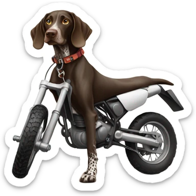 German shorthair pointer on a dirt bike sticker