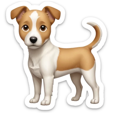 a full body facing front on of a buff white beagle cross jack russell terrier looking dog the size of a kelpie with light brown long ears resting on its face and a light brown patch above one eye and a large snout. the rest of the dog is completely white.  sticker