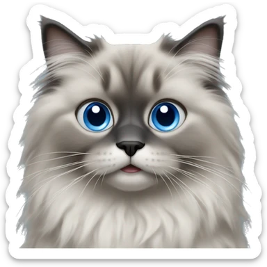 Fluffy ragdoll with fully grey face and blue eyes  sticker