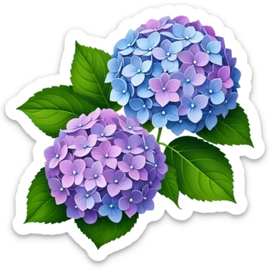 Hydrangea  sticker