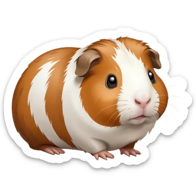 Porquinho da índia sticker