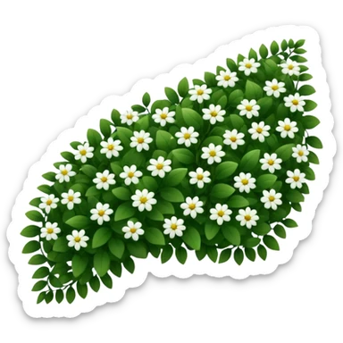 A dense bush with dark leaves and a curved organic shape with small white flower sticker